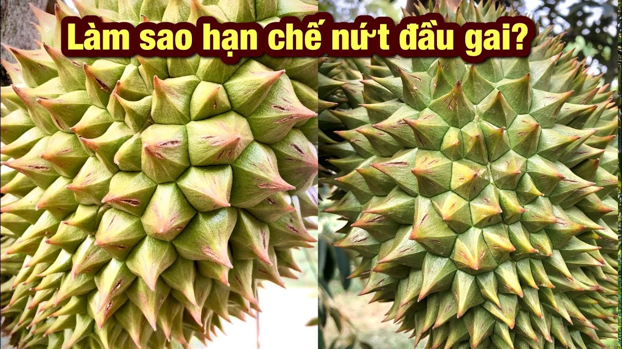 Giải pháp chống sượng trái, cháy múi, nứt gai trái sầu riêng | 0969.258.823