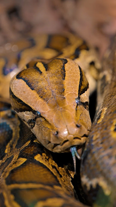 Phone Vs Camera📸. #wildlife #python #burmeepython #snake #snakevideo