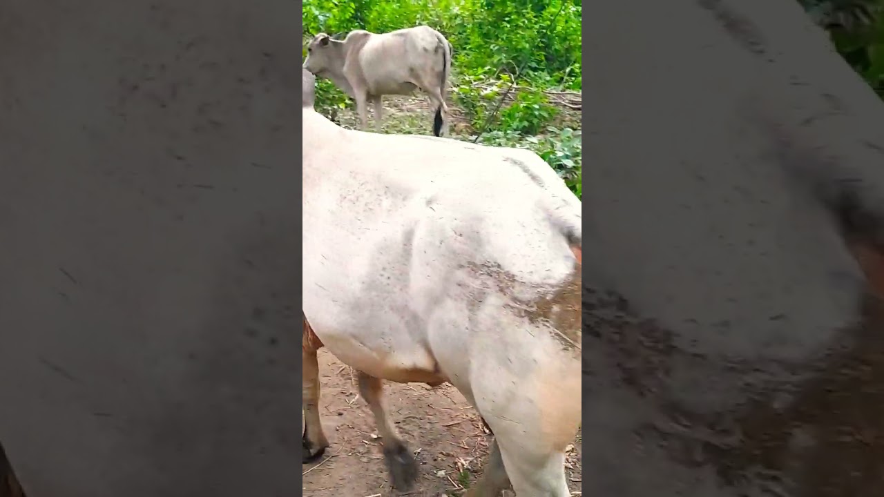 Nandi Bail Bull video Nandi bail Dei video bholenath Nandi status