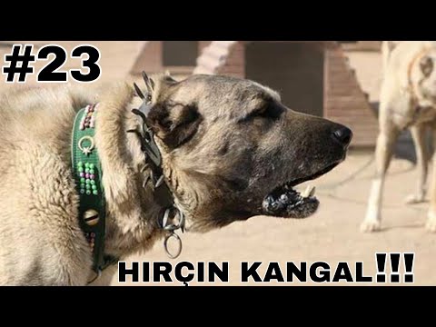 Tik Tok En Efsane Köpek Videoları#23#