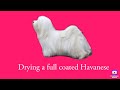 Havanese dogs - Drying your Havanese after a bath.