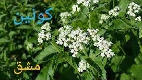 class-7th Lesson-3 Quinine  ( کونین) Exercise(مشق)