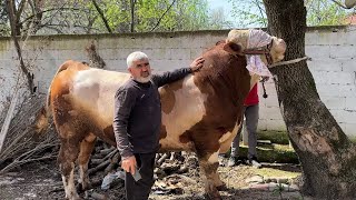 1 TON QURBANI BARGAIN 2024