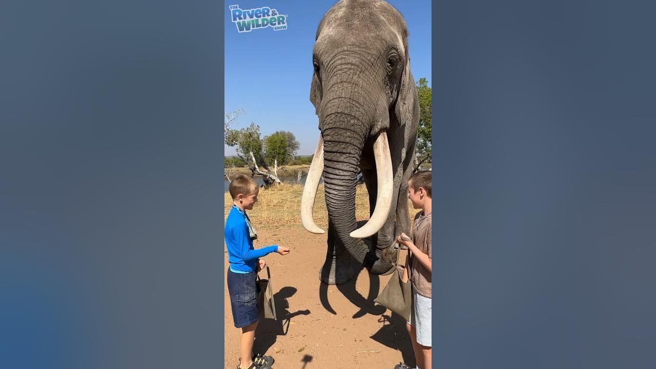 HOW TO FEED AN ELEPHANT! 🍿🐘 YouTube