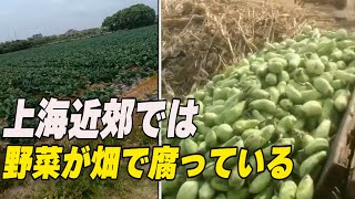 上海近郊では野菜が畑で腐っている