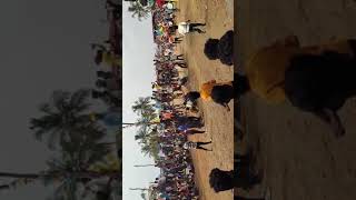 dinnahalli jallikattu bull @ 2024 # jallikattu video viral