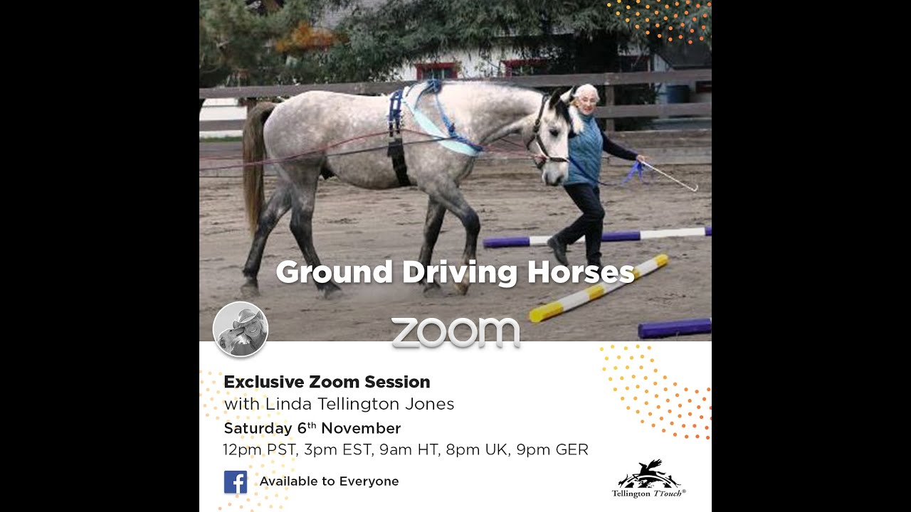 Ground Driving Horses YouTube