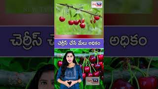 Cherries Are Very Beneficial Cherries Are Very Beneficial