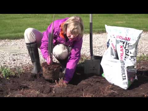 Video: Vyöhykkeen 5 syksyn puutarhanhoito – vinkkejä syksyn istuttamiseen vyöhykkeen 5 puutarhoille
