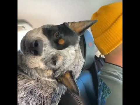 Dog blushing after