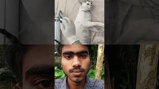 Cat is the help man.