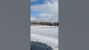 the 🪿 migration has arrived 😁 ##geese #goose #birds #nature #wildlife @dianarecker7441