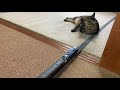 猫に列車がぁ‼︎   HOゲージ大事故