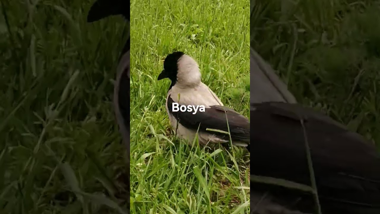 Ворона издаёт кликающий звук / Female crow Bosya makes clicking sound
