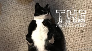 Tappy Cat | The Fountain screenshot 5