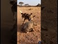 Wild Dog Picks the Wrong Fight with a Badger #wildlife #shorts