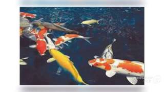 Cyprinus Carpio Aquarium Fish
