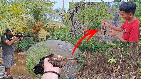 Berburu Burung di Hutan, Point Burung Belibis Jarak 70 meter