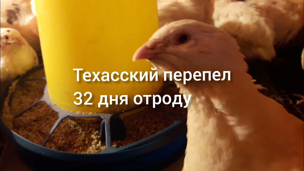 Перепила видео