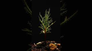 Roridula Dentata Growlapse