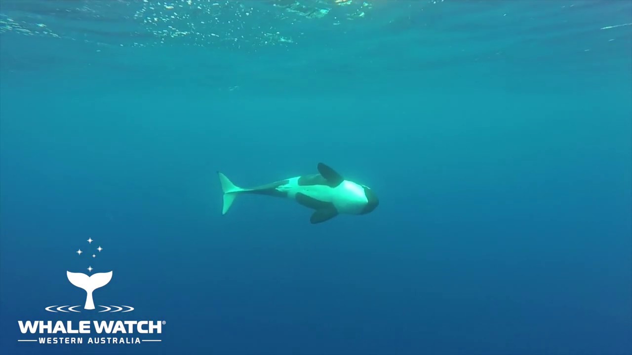 Killer Whales Bremer Bay