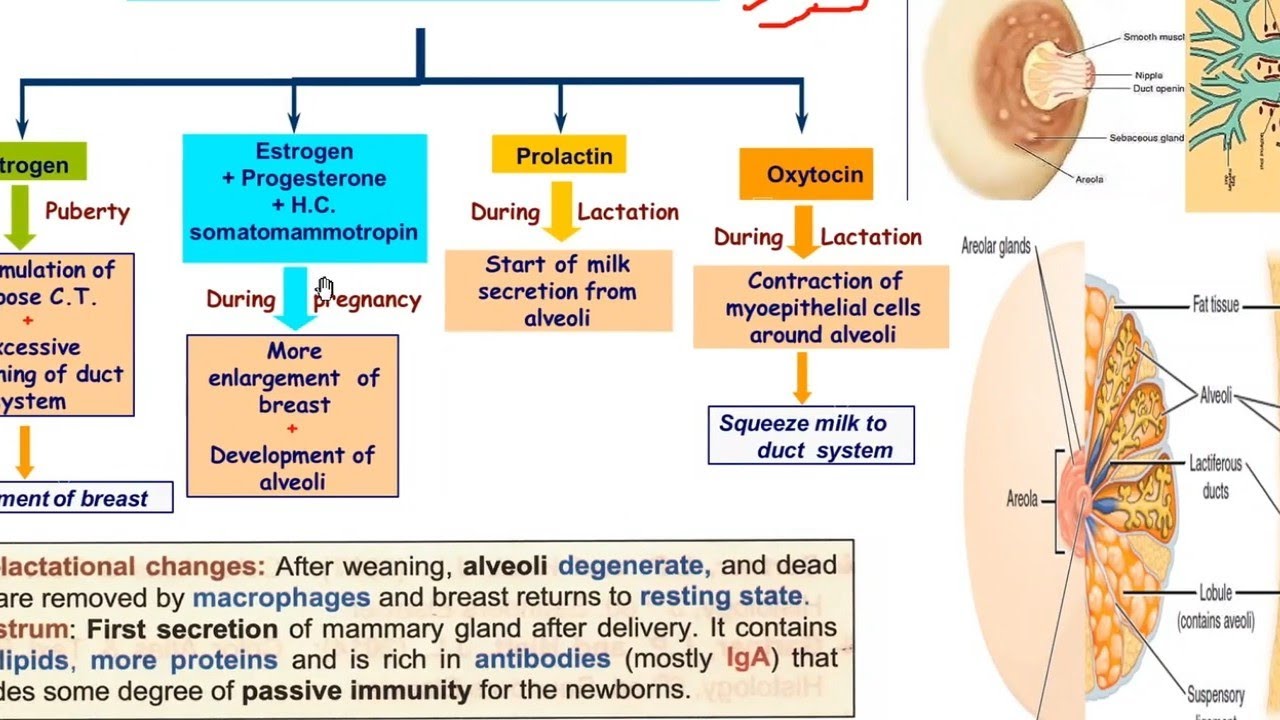 Mammary gland -《 Female Histology 》- د/عبدالوهاب 