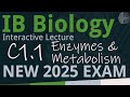 Understanding Enzymes and Their Functions