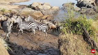 Wildebeest migration crossing | Great Migration | Africa Geographic