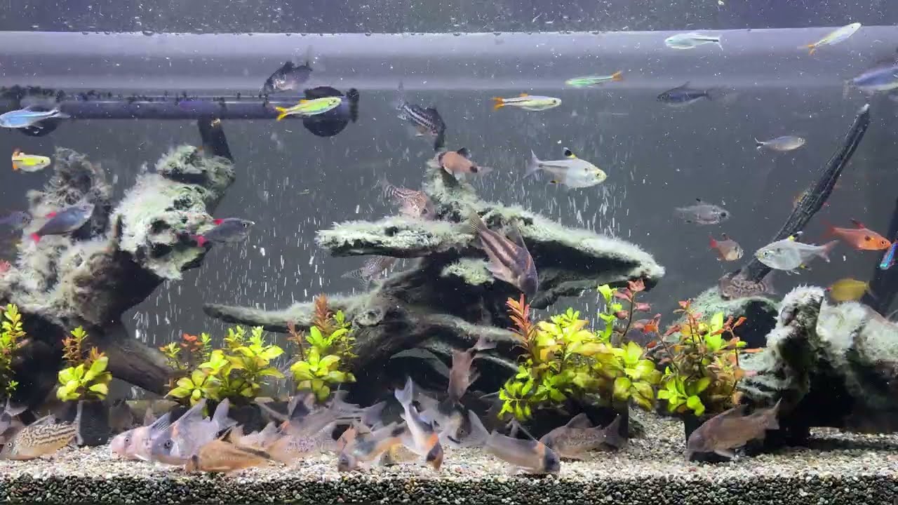 Relaxing Aquarium 1656 / 熱帯魚50種混泳水槽 アクアリウム ディナータイム 4K