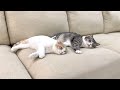 お昼寝中にインターホンが鳴ったときの猫たちの反応がかわいすぎました笑
