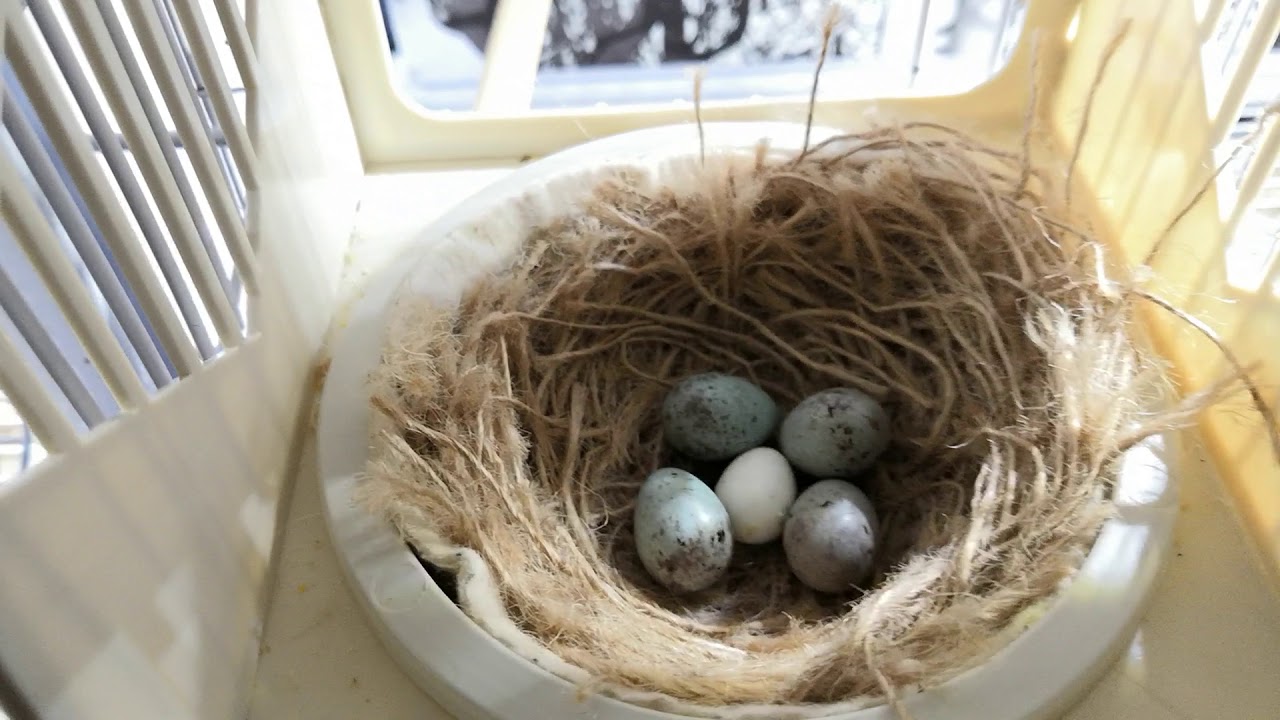 1° speratura stagione cove 2018 - I Canarini di Omar 70XN