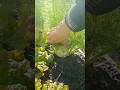 البسباس او الشمر مزرعتي beautifulnature حياة_الريف_بالمدينة حياة_القرية mp3