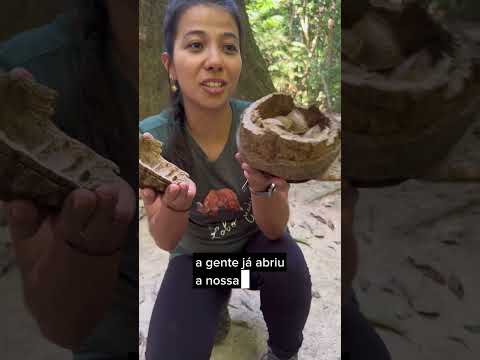 Vídeo: Colheita da Castanha-do-Brasil - Dicas de quando e como colher a castanha-do-pará