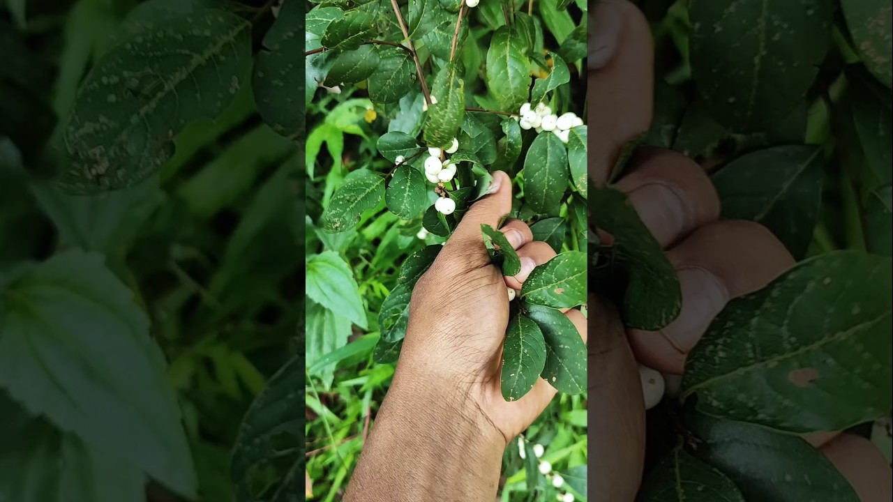 Unique green jewel beetle 
