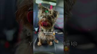La amo tantoooo q soy totalmente dependiente de ella #dog #amorperruno  #mivida #yorkielovers