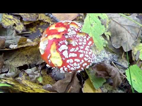 Мухоморы - лучшие грибы от всех болезней. Уникальные грибы.