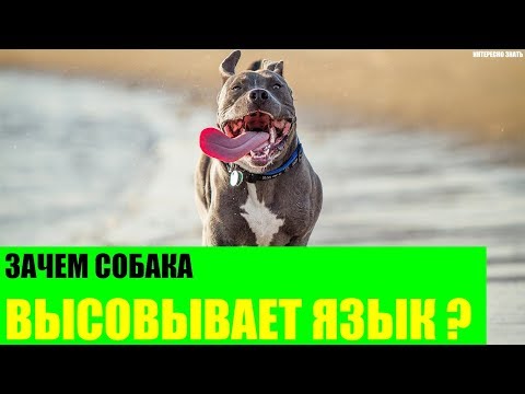 Видео: Почему собаки высовывают язык?