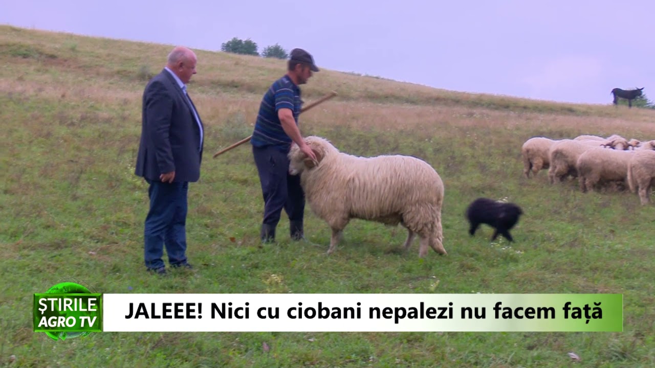 Jaleee! Nici cu ciobanii nepalezi nu facem față! (VIDEO) 1 Jaleee! Nici cu ciobanii nepalezi nu facem față! (VIDEO) YouTube player