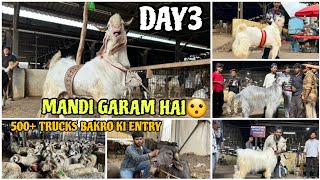 DEONAR BAKRA MANDI 2026 DAY 3 FULL TOUR UPDATE | 17000/- Se QURBANI KE BAKRE | BADE KHASSI😍