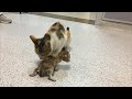 Бездомная кошка принесла своего котенка в больницу, просить о помощи людей...