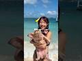 海賊が置いていったという豚がいる島へ!