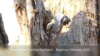 Treecreeper (Certhia familiaris) - Brighton, February 2020 This attractive little bird is not one for being easily spotted.

It blends in so well with the tree trunks on which it spends much of its time, often high up searching for insects, and is usually only given away by its restless and easy movement, working it's way up a tree (never down) inspecting every nook & cranny for food. 
For this reason it's called the Tree Mouse in some parts of the west of England.

Look closely at the video, you can see the distinctively curved beak, ideally adapted to pluck insects or spiders from the tiniest cracks in tree bark.

The Treecreeper in this video was clearly not too disturbed by my presence.  Had it been so, it's likely it would have frozen to the spot, camouflaged against the trunk until the perceived threat had passed.

About the size of a Wren, and not noted as a regular visitor to gardens, you're most likely (but not exclusively) to see one, between November and April, once the leaves have fallen, in broad-leaved woodland.

It may also be worth more closely inspec