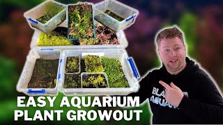 Save Your Aquatic Plant Trimmings, Grow Them Emersed! Easy Aquatic Plant Growout System