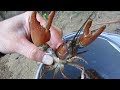 Trapping Big Signal Crayfish in the Pacific Northwest