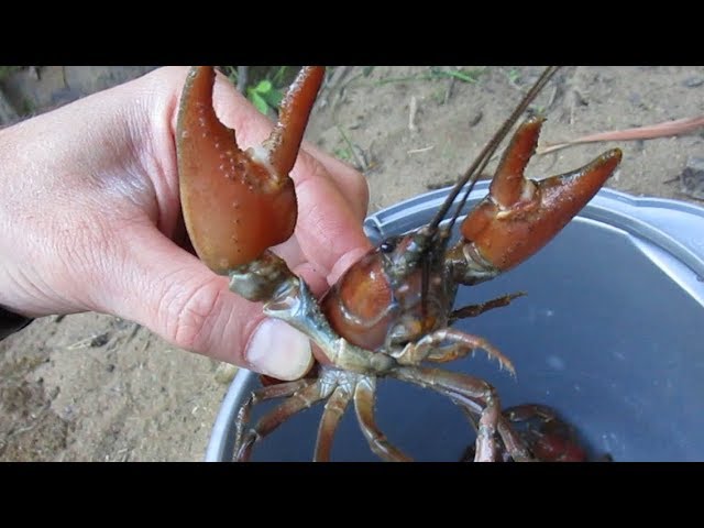 America's Crayfish: Crawling In Troubled Waters (Also see   