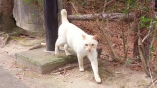 野良猫が「頭ナデナデして！」と自ら寄って来た【地域猫】