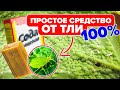 КАК БОРОТЬСЯ С ТЛЕЙ? САМЫЕ ДЕЙСТВЕННЫЕ СРЕДСТВА ОТ ТЛИ