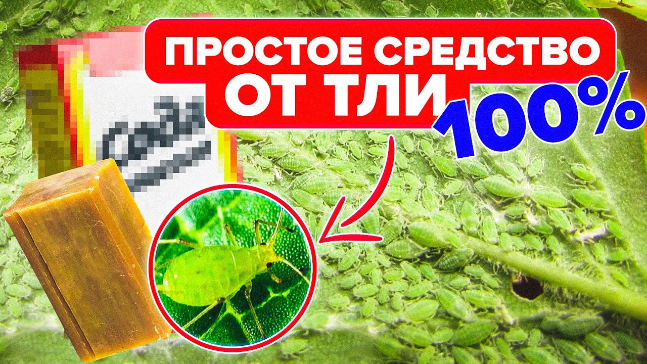 КАК БОРОТЬСЯ С ТЛЕЙ? САМЫЕ ДЕЙСТВЕННЫЕ СРЕДСТВА ОТ ТЛИ