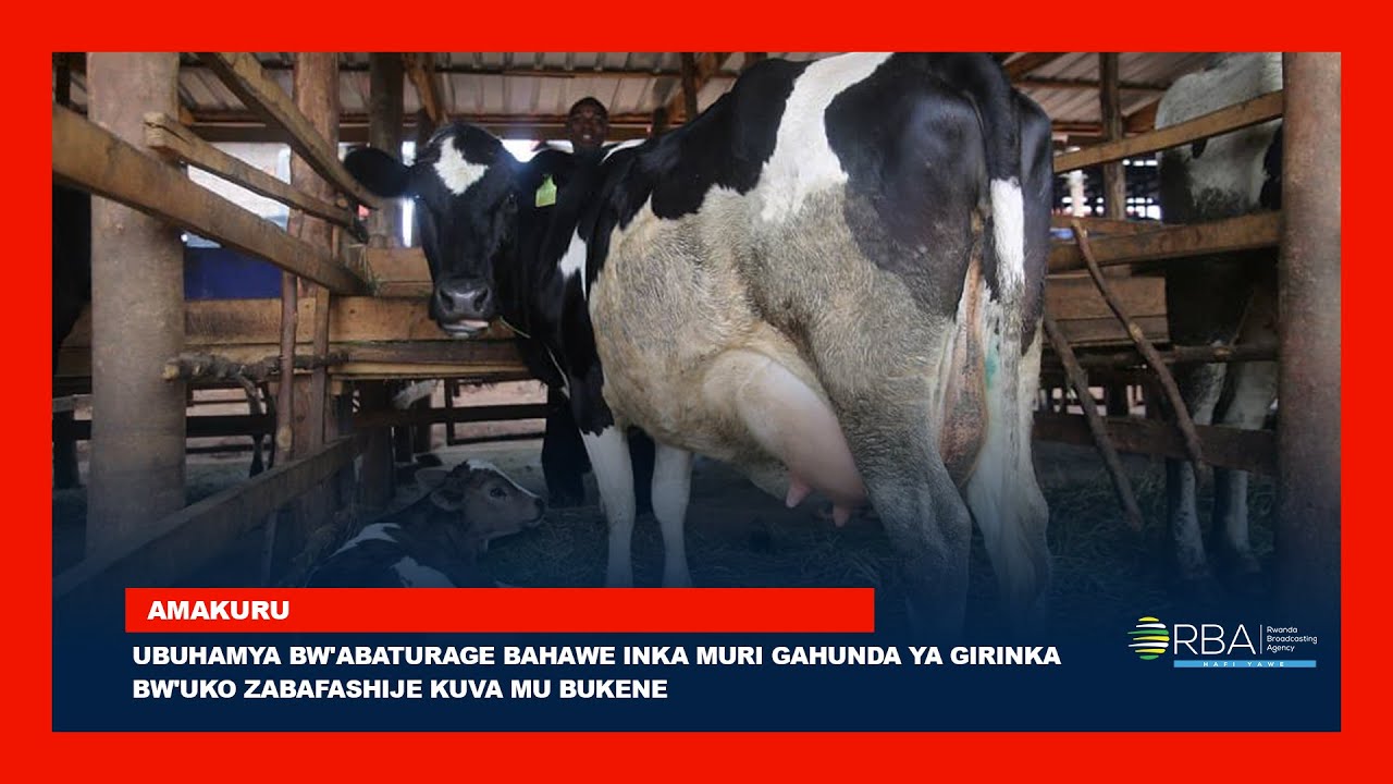 Huye: Ubuhamya bw'abaturage bahawe inka muri gahunda ya Girinka bw'uko ...