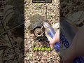 Never Pour Water on a Turtle
